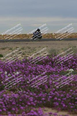 media/Jan-14-2023-SoCal Trackdays (Sat) [[497694156f]]/Turn 14 Exit Bloomig (145pm)/